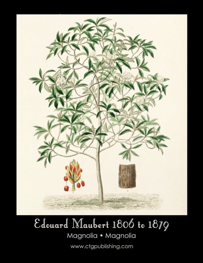 Magnolia Illustration by Edouard Maubert