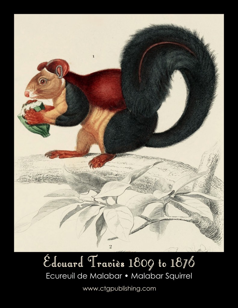 Malabar Squirrel - Illustration by Edouard Travies
