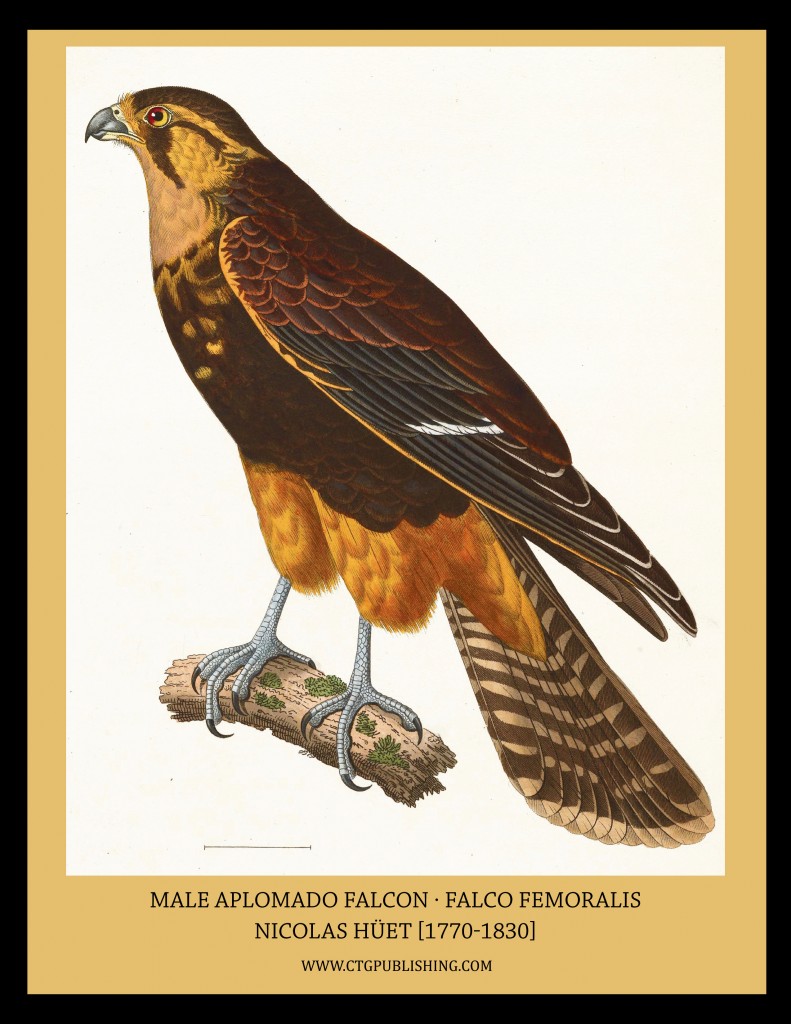 Male Aplomado Falcon - Illustration by Nicolas Huet