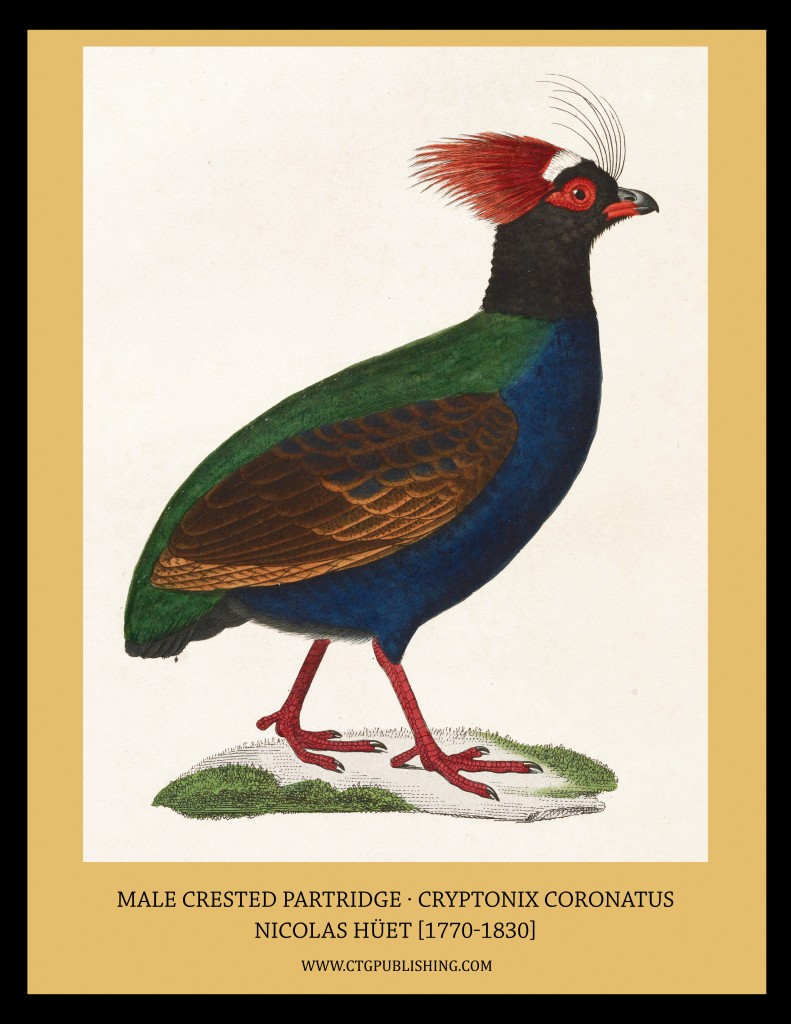 Male Crested Partridge - Illustration by Nicolas Huet