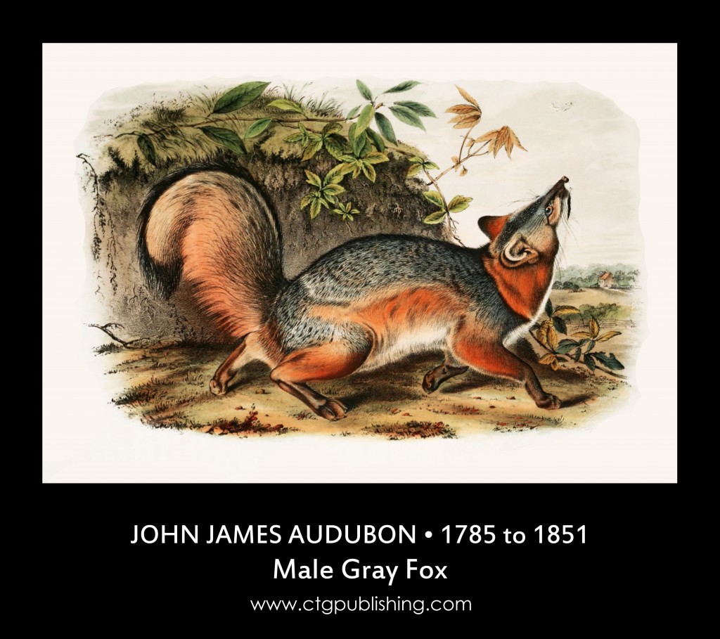 Male Gray Fox - Illustration by John James Audubon