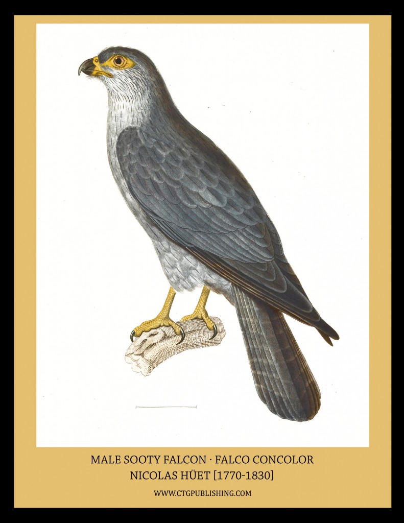 Male Sooty Falcon - Illustration by Nicolas Huet