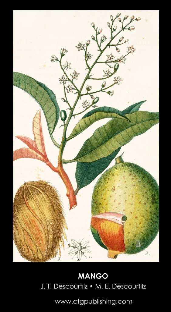 Mango Fruit Illustration by Descourtilz