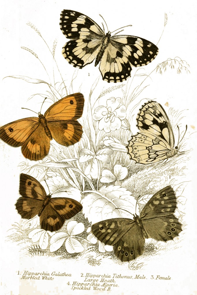 Marbled White, Large Heath and Speckled Wood Butterflies - Illustration by W.H. Lizars circa 1855