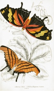 Marius Thetis and Fabius Hippona Butterflies - Illustration by W.H. Lizars circa 1858