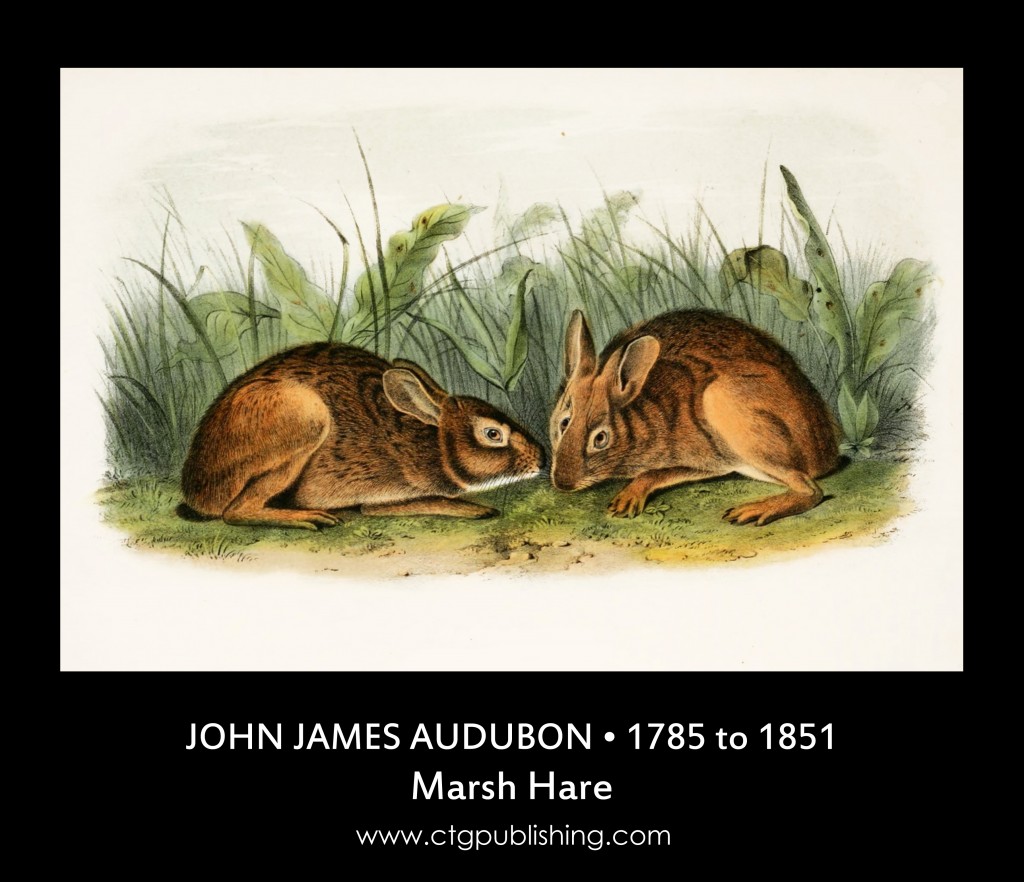 Marsh Hare - Illustration by John James Audubon