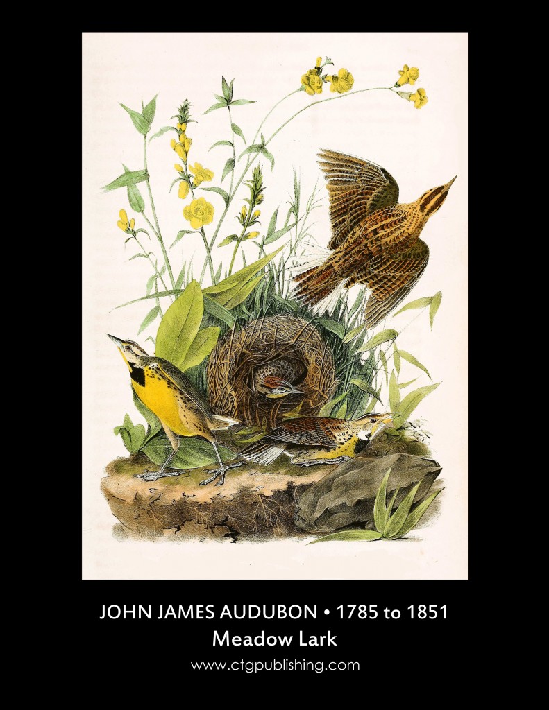 Meadow Lark - Illustration by John James Audubon circa 1840