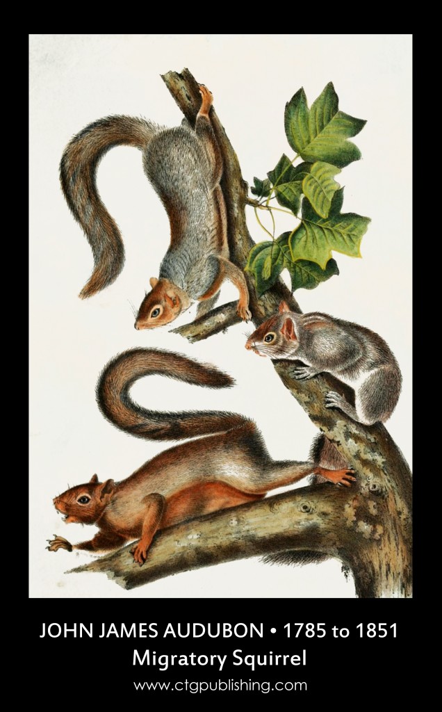 Migratory Squirrel - Illustration by John James Audubon