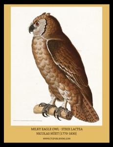 Milky Eagle-Owl - Illustration by Nicolas Huet