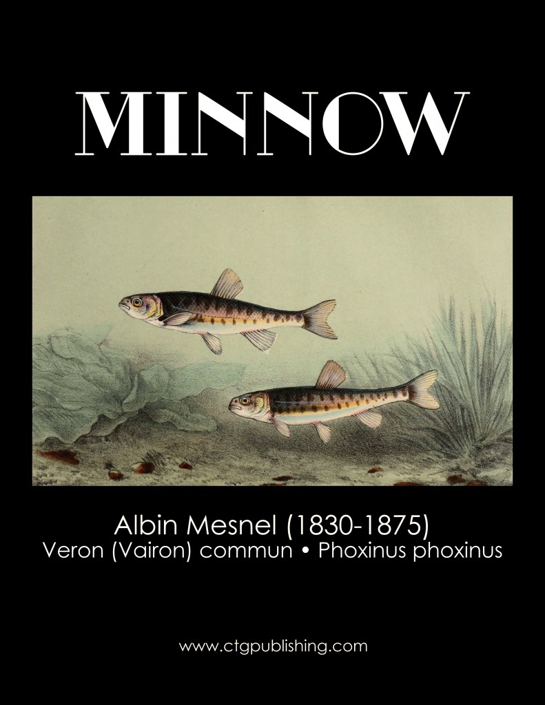 Minnow - Fish Illustration by Albin Mesnel