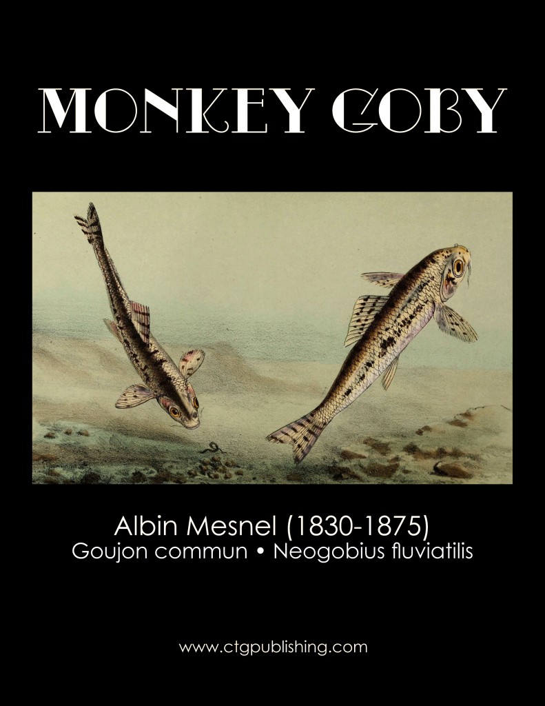 Monkey Goby - Fish Illustration by Albin Mesnel