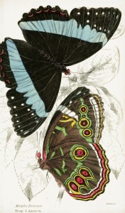Morpho Helenor Butterflies - Illustration by W.H. Lizars circa 1858