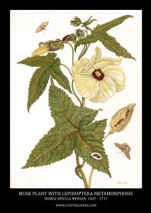 Musk Plant and Lepidoptera Metamorphosis Image by Maria Sibylla Merian circa 1705