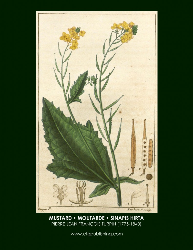 Mustard Botanical Print by Turpin