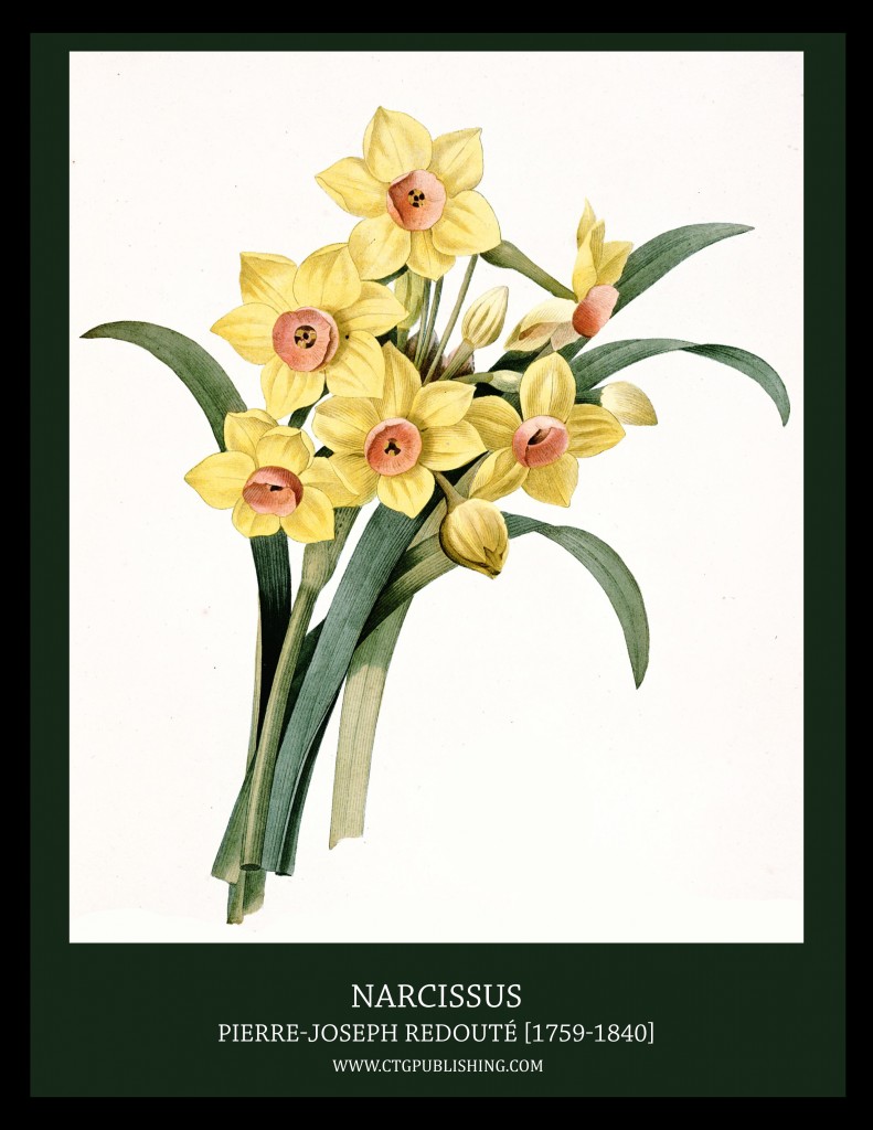 Narcissus - Illustration by Pierre-Joseph Redoute