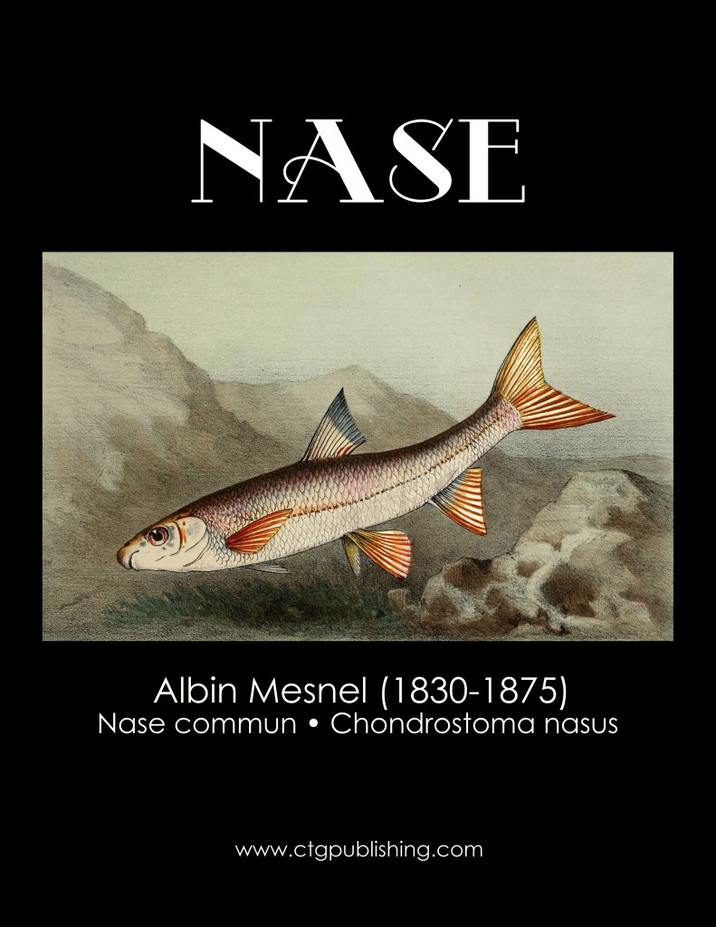 Nase - Fish Illustration by Albin Mesnel