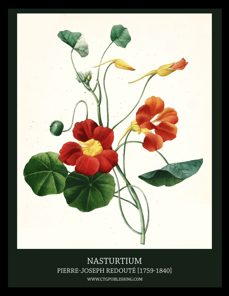 Nasturtium - Illustration by Pierre-Joseph Redoute