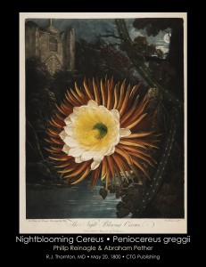 Nightblooming Cereus Illustration from Temple of Flora R.J. Thornton published 1800