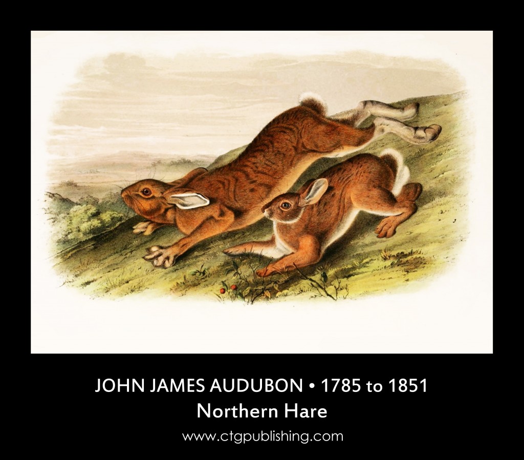 Northern Hare - Illustration by John James Audubon
