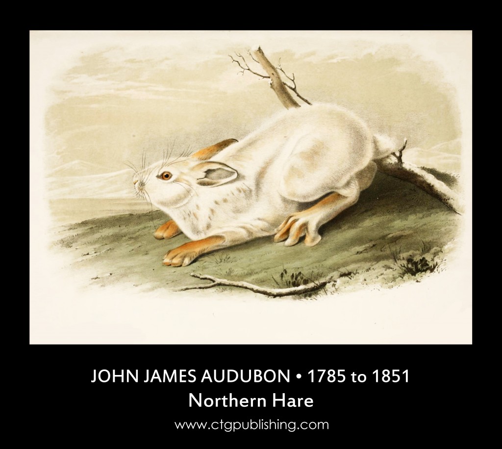 Northern Hare - Illustration by John James Audubon
