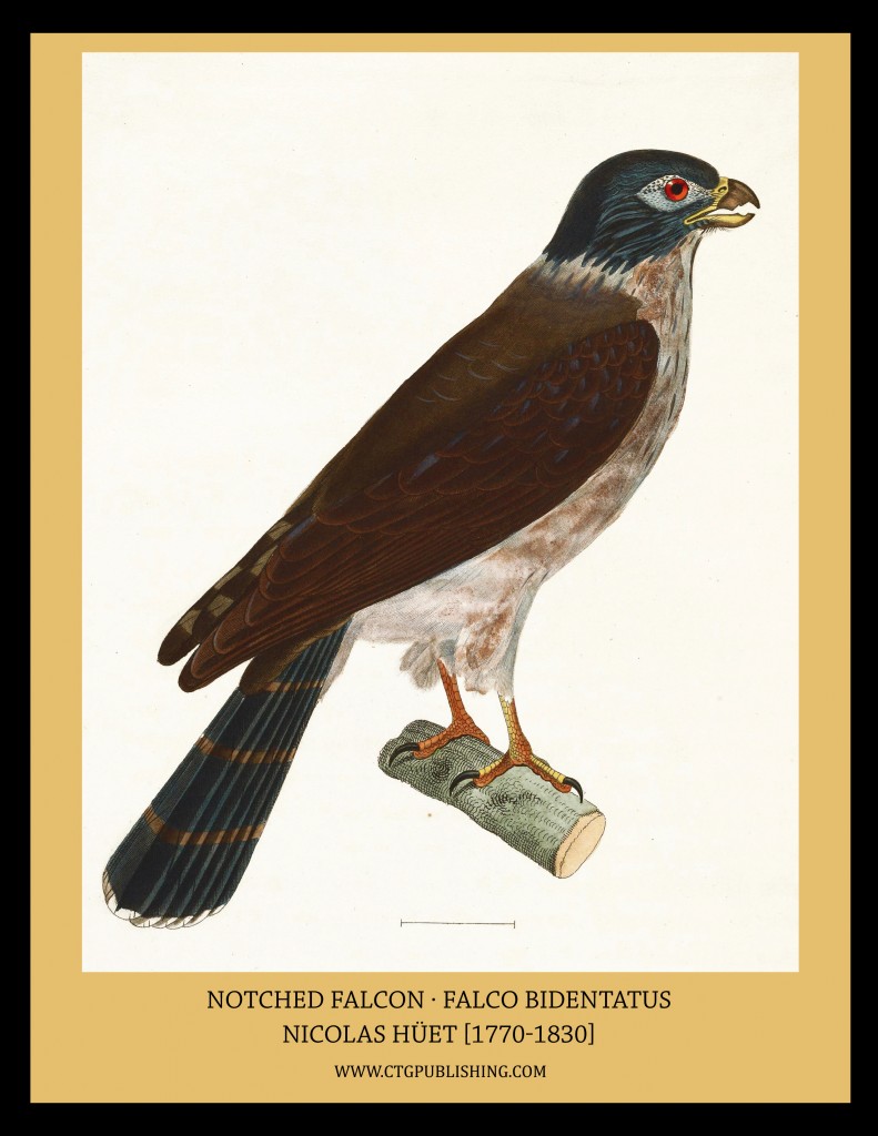 Notched Falcon - Illustration by Nicolas Huet