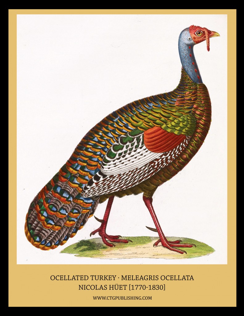 Ocellated Turkey - Illustration by Nicolas Huet