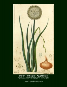Onion Botanical Print by Turpin