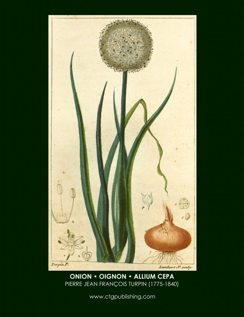 Onion Botanical Print by Turpin