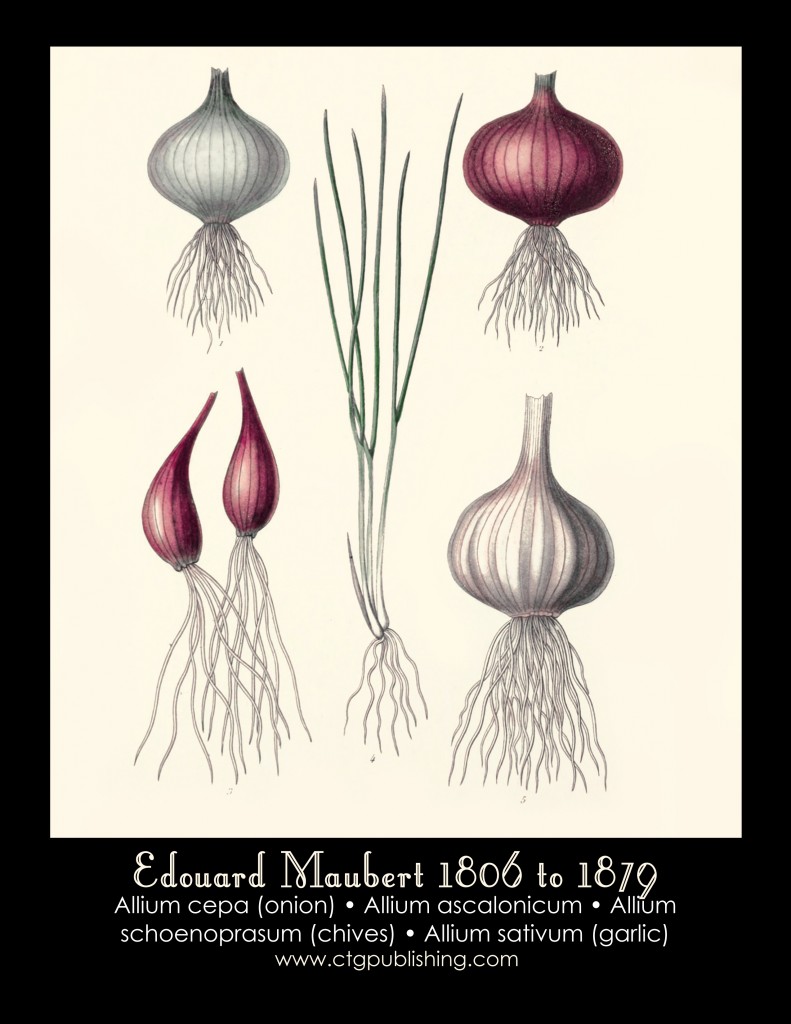 Onion, Garlic and Chives Illustration by Edouard Maubert