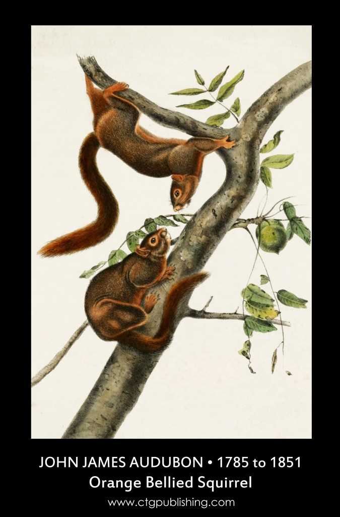 Orange-bellied Squirrel - Illustration by John James Audubon