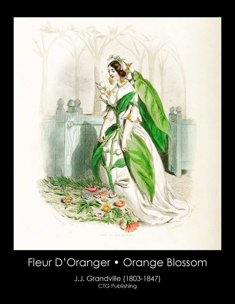 Orange Blossom Illustration From J. J. Grandville's Animated Flowers