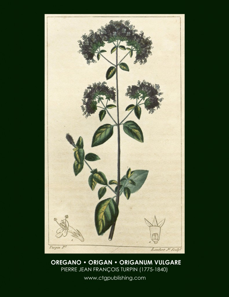 Oregano Botanical Print by Turpin