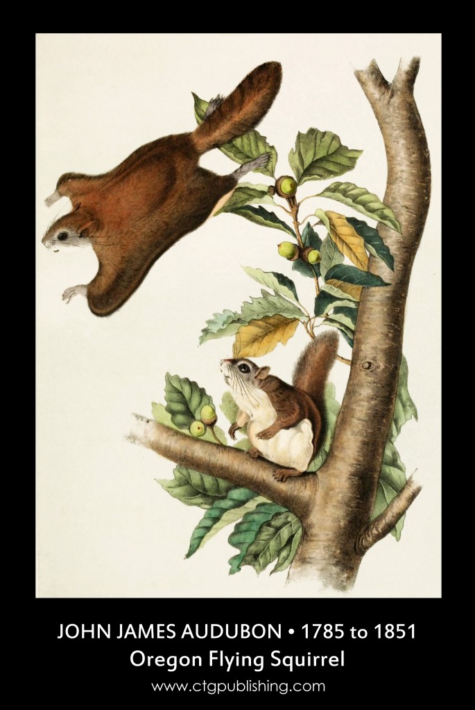 Oregon Flying Squirrel - Illustration by John James Audubon