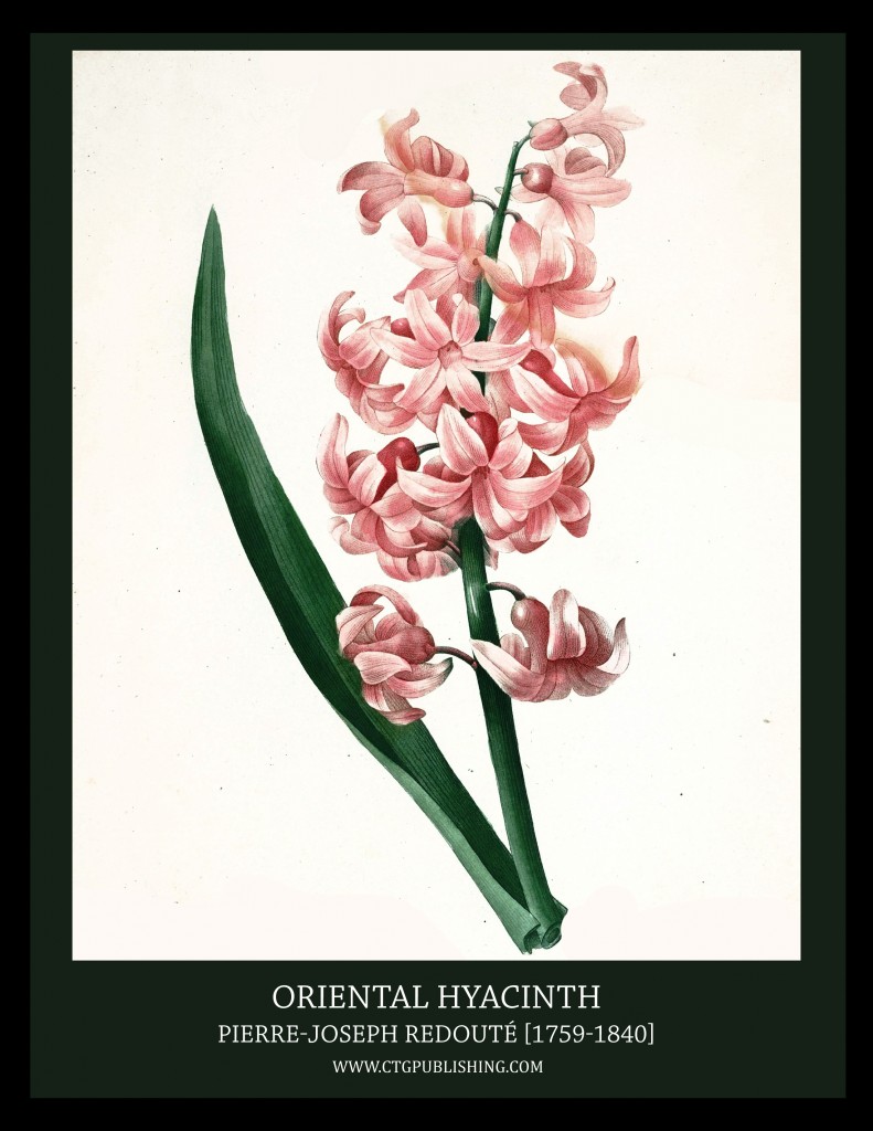 Oriental Hyacinth - Illustration by Pierre-Joseph Redoute