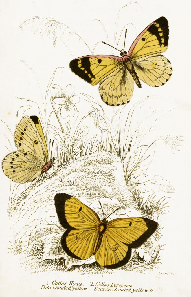 Pale Clouded Yellow and Scarce Clouded Yellow Butterflies - Illustration by W.H. Lizars circa 1855
