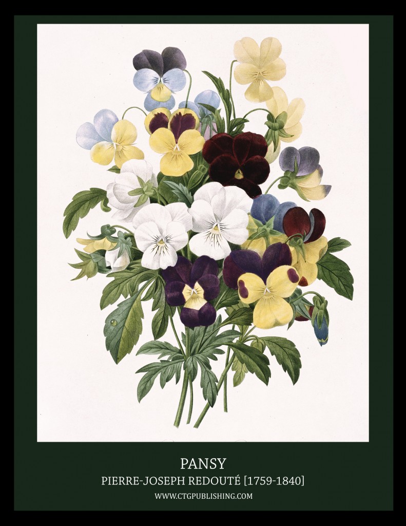 Pansy - Illustration by Pierre-Joseph Redoute