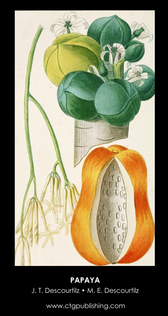 Papaya Fruit Illustration by Descourtilz