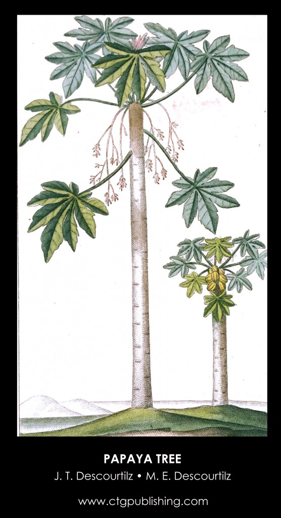 Papaya Tree Illustration by Descourtilz