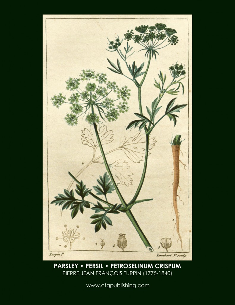 Parsley Botanical Print by Turpin