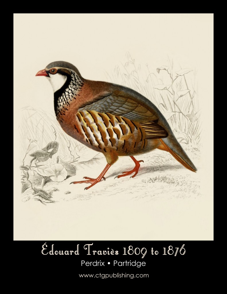 Partridge - Illustration by Edouard Travies