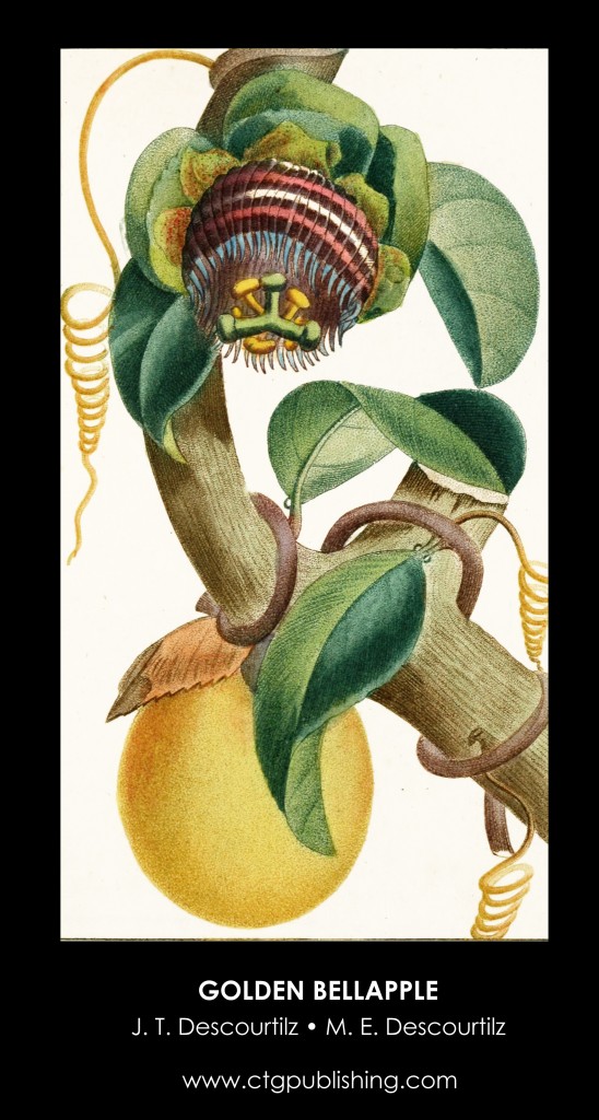 Giant Granadilla Passionflower Illustration by Descourtilz