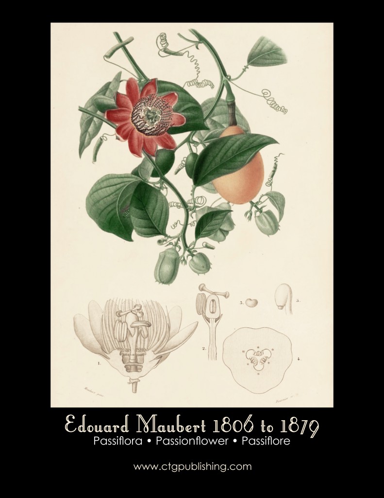 Passionflower and Passion Fruit Illustration by Edouard Maubert