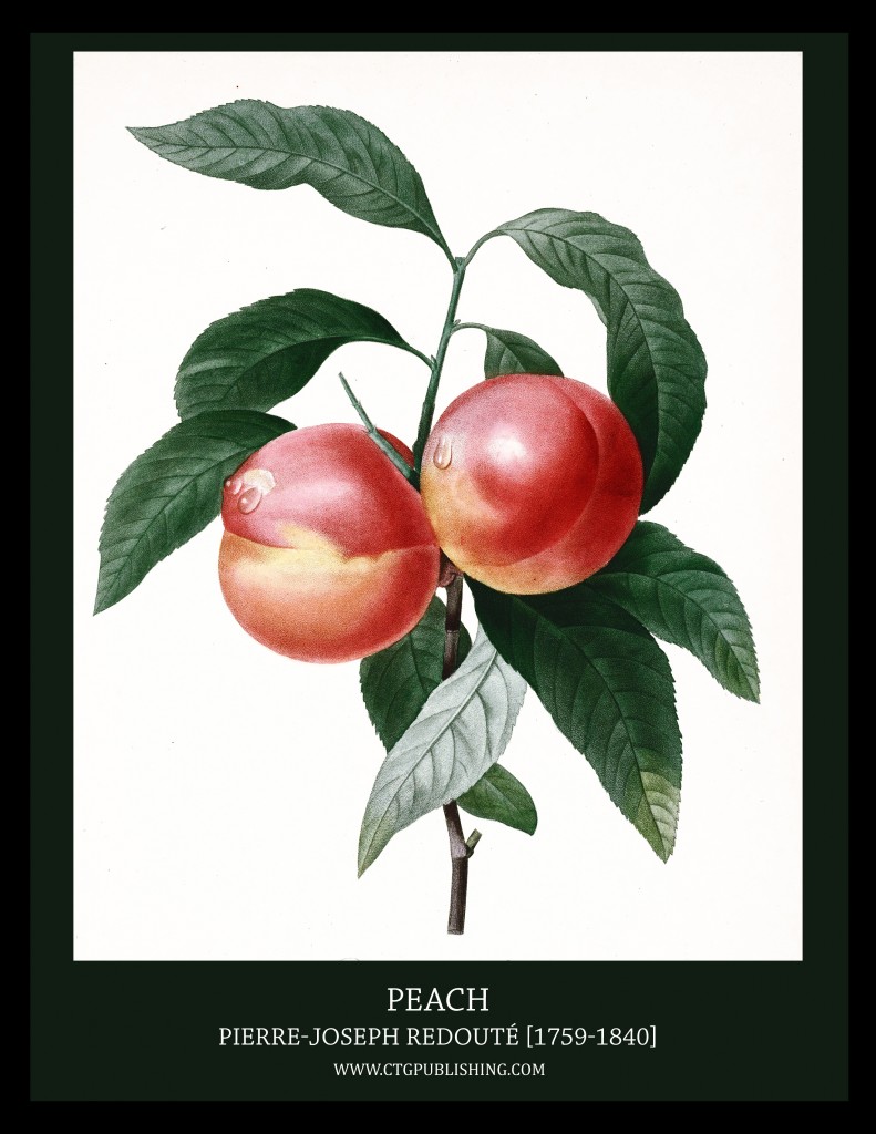 Peach - Illustration by Pierre-Joseph Redoute