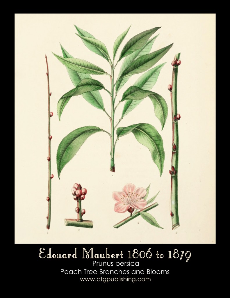 Peach Tree Branches and Blossoms Illustration by Edouard Maubert