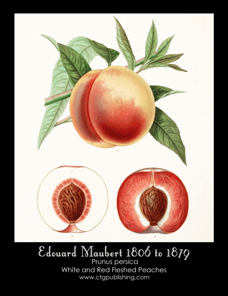 Peach Illustration by Edouard Maubert