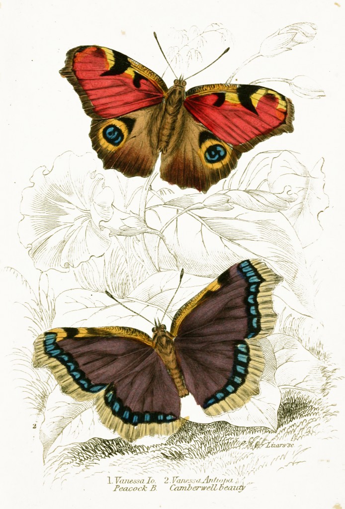 Peacock and Camberwell Beauty Butterflies - Illustration by W.H. Lizars circa 1855