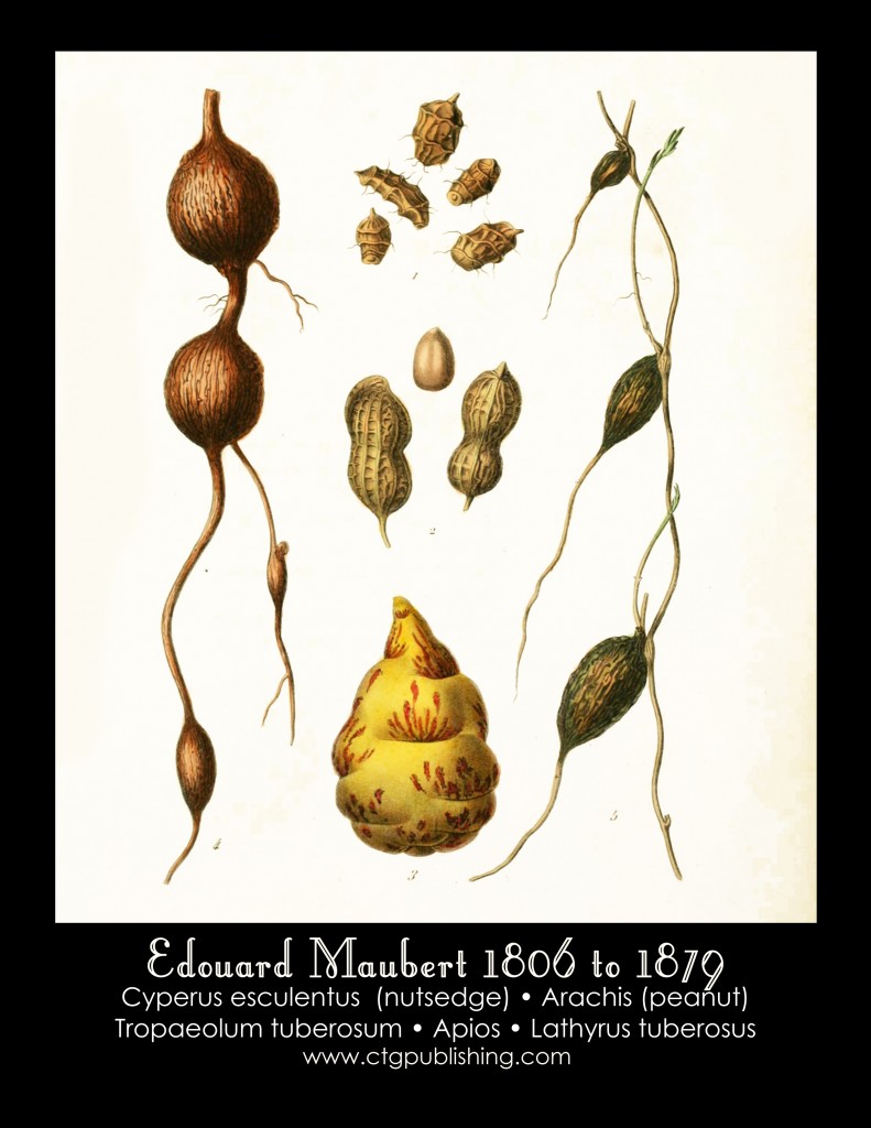 Peanut Illustration by Edouard Maubert