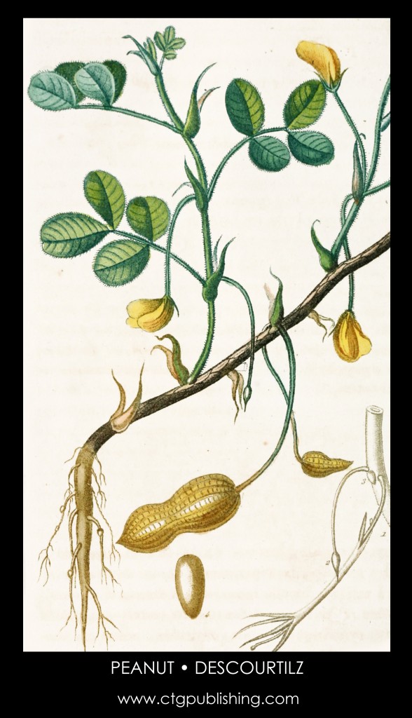 Peanut Plant Illustration by Descourtilz