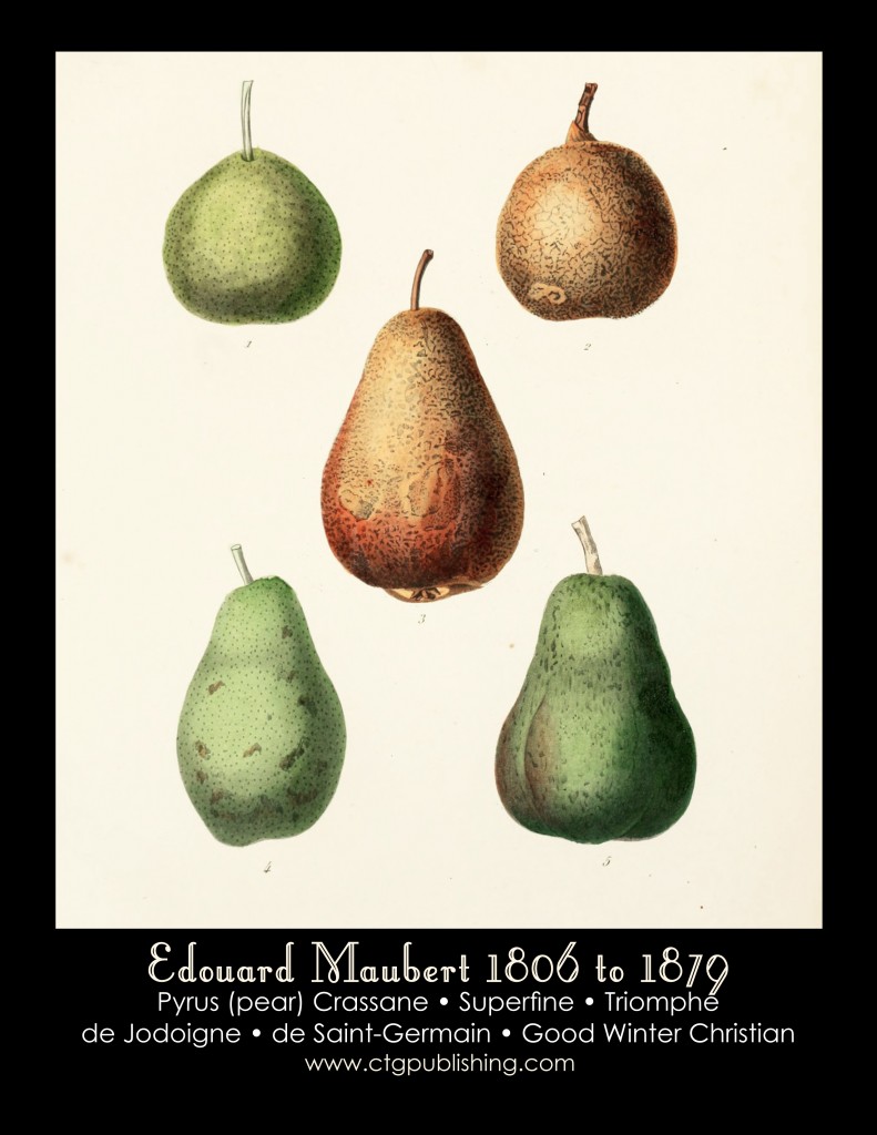 Pear Illustration No. 1 by Edouard Maubert