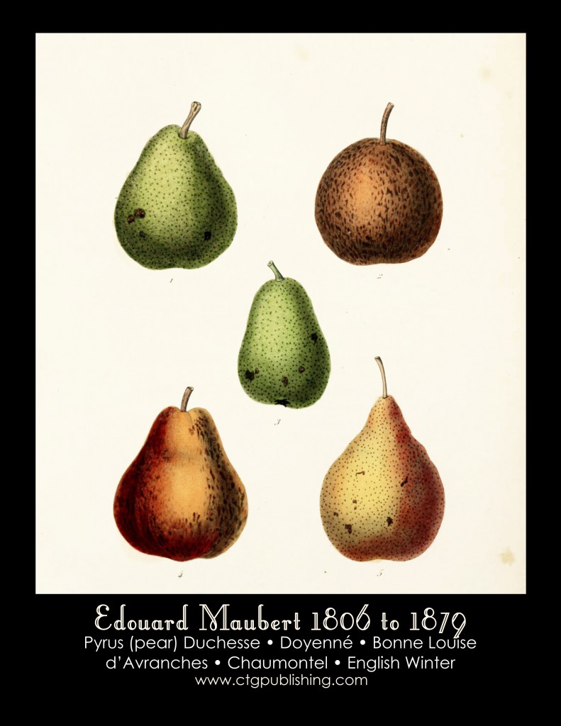 Pear Illustration No. 2 by Edouard Maubert